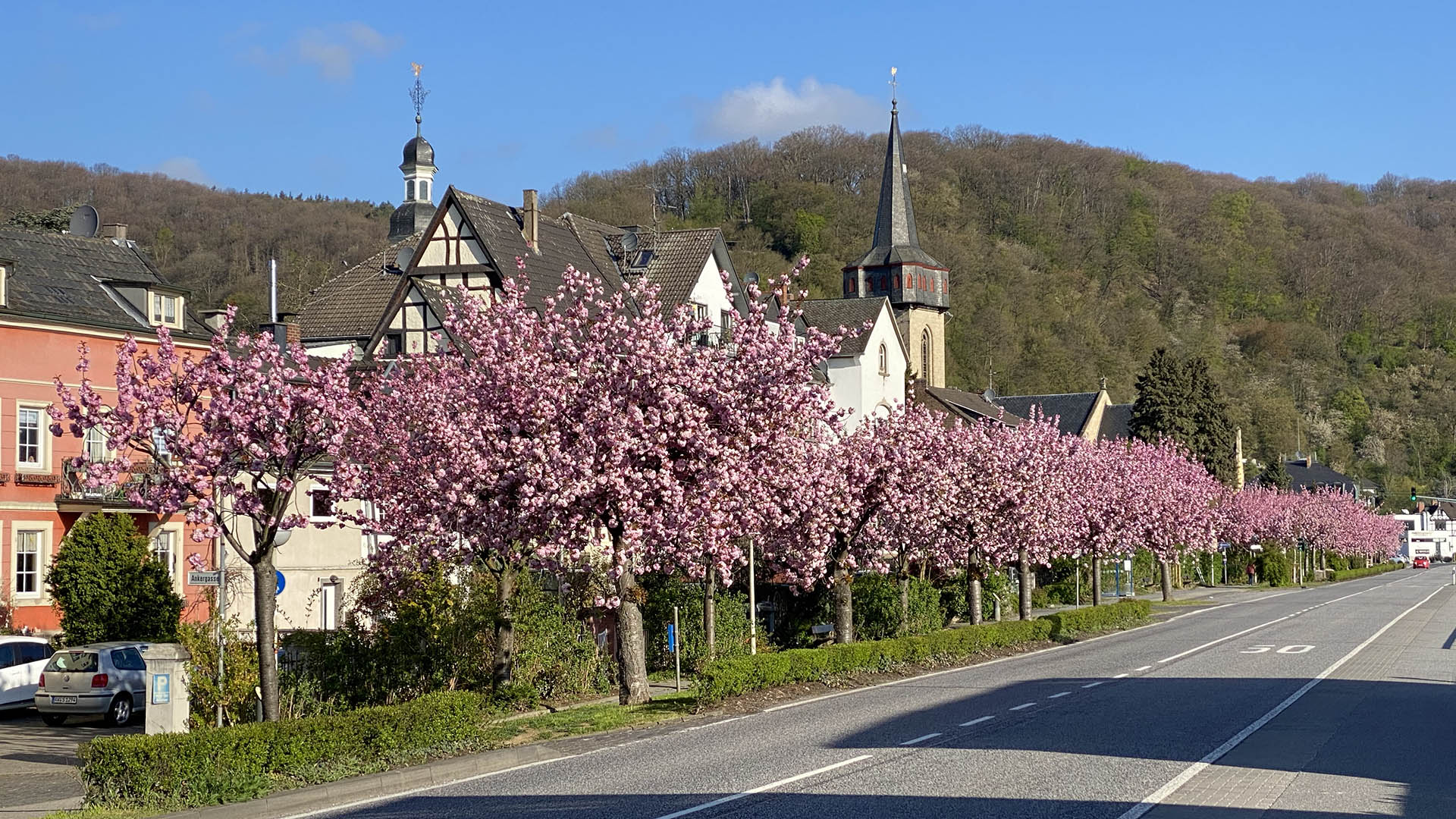 Kirschblüte in Oberwinter - Hafenort am Rhein bei Remagen, Frühling, Baumblüte, Kirschen, Zierkirschen